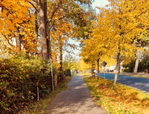 Wir wünschen euch allen einen wunderschönen Tag 🍂🍁🍂🍁🌞
#autumn #autumnvibes #bernaubeiberlin #topgreen